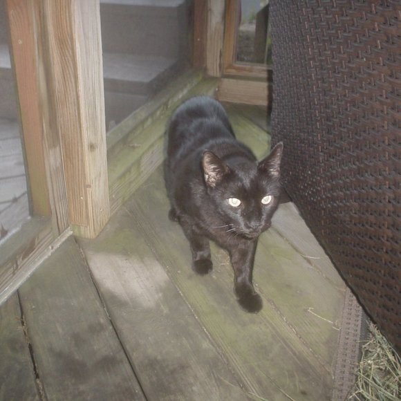 Meet your Posher, Ronald - Picture 2 of 3